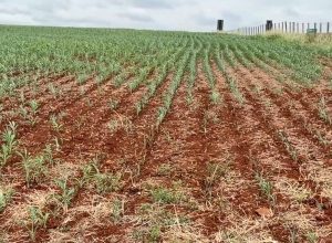 falta-de-chuva-preocupa-produtores-e-pode-afetar-milho-safrinha-no-parana