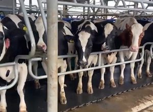 documentario-propoe-reflexao-sobre-como-seria-um-mundo-sem-vacas