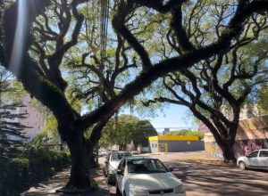 plano-de-arborizacao-busca-equilibrar-verde-e-seguranca-em-cascavel