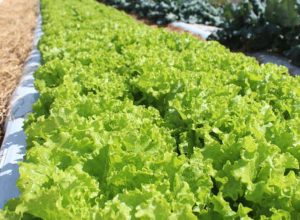 embrapa-inaugura-unidade-mista-de-pesquisa-e-inovacao-em-mato-grosso