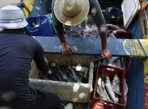 pescadores-beneficiados-pelo-seguro-defeso-recebem-6o-lote-nesta-terca