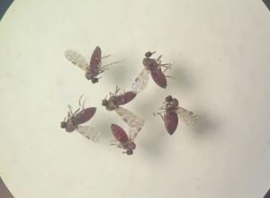 subnotificados,-casos-de-oropouche-atingem-2%-da-populacao-brasileira