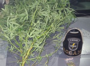 pe-de-maconha-e-apreendido-no-bairro-melissa-em-cascavel