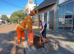 cascavel-inicia-plantio-de-mudas-e-reforca-plano-de-arborizacao-urbana