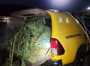 homem-com-mandado-por-trafico-e-preso-com-arvores-de-maconha-na-zona-rural-de-cascavel