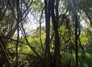 projeto-de-binario-nas-ruas-manaus-e-belem-gera-debate-e-preocupacao-ambiental-em-cascavel