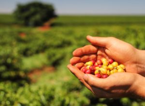 cafe-produzido-no-noroeste-do-parana-esta-entre-os-mais-exclusivos-do-brasil