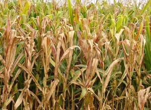 praga-do-milho-provoca-prejuizo-de-r$-33,6-bilhoes-por-ano