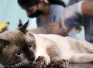 castramovel-encerra-atividades-no-bairro-interlagos-com-vacinacao-e-microchipagem