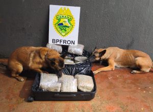 bpfron-apreende-mais-de-17-kg-de-maconha-com-auxilio-de-caes-em-onibus-em-foz-do-iguacu