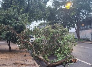 galho-cai-e-mobiliza-bombeiros-durante-a-madrugada-na-rua-parana-em-cascavel