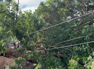 queda-de-arvore-de-grande-porte-mobiliza-equipes-da-secretaria-do-meio-ambiente