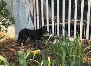 moradores-pedem-socorro-para-cachorro-que-ficou-preso-entre-grades-de-portao-no-bairro-tropical