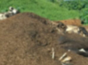 denuncia-de-mau-cheiro-leva-policia-a-descobrir-crime-ambiental-em-fazenda