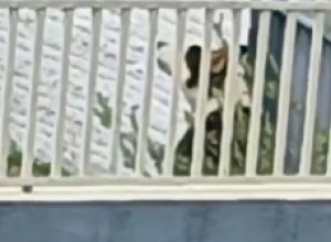 caso-de-cachorro-acorrentado-gera-reclamacoes-em-cascavel