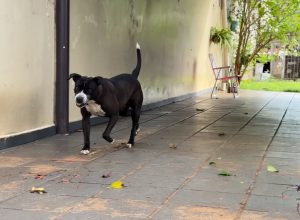projeto-quer-proibir-caes-e-gatos-acorrentados-em-cascavel