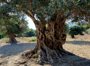 por-que-arvores-centenarias-da-argentina-viraram-objeto-de-contrabando-no-brasil
