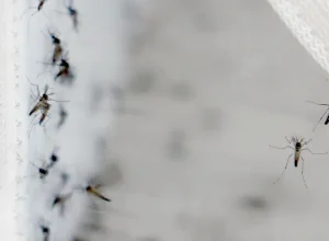 cascavel-liga-sinal-de-alerta:-casos-de-dengue-e-chikungunya-disparam-na-regiao-norte