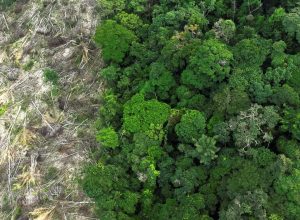 mundo-reduz-em-mais-de-um-terco-perda-de-florestas-tropicais
