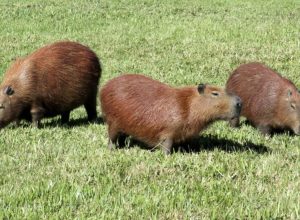 cidade-na-regiao-de-curitiba-tera-festival-da-capivara