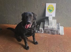 mais-de-20-quilos-de-maconha-sao-apreendidos-com-adolescente-na-rodoviaria-de-foz-do-iguacu