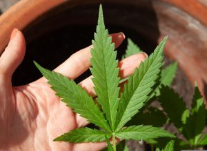 5o-forum-paranaense-de-cannabis-sera-realizado-em-toledo