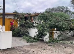 arvore-cai-sobre-residencia-e-causa-danos-na-regiao-do-lago,-em-cascavel