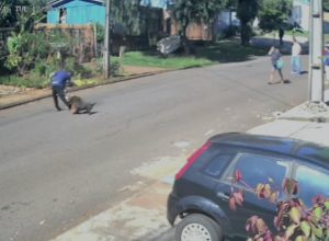 ataque-de-pitbull-mobiliza-socorristas-em-cascavel