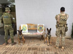 mulher-e-presa-com-3,5-quilos-de-maconha-sintetica-durante-acao-da-pf-e-bpfron-em-guaira