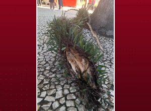 jovem-ferida-por-queda-de-galho-em-curitiba-sera-tratada-com-polilaminina