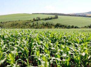 escalada-das-guerras-encarece-fertilizantes-e-eleva-custos-da-proxima-safra-no-parana