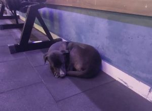 cachorro-perdido-e-encontrado-em-academia-na-avenida-carlos-gomes,-em-cascavel
