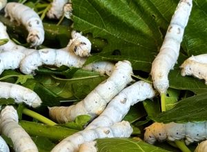 o-caminho-da-seda:-produtores-acompanham-ciclo-que-transforma-larva-em-materia-prima-de-luxo
