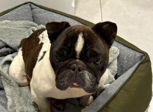 conhece-esse-cao?-cachorro-e-encontrado-no-bairro-positano