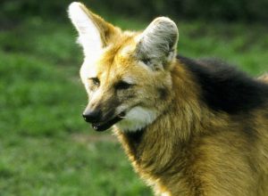 lobo-guara-e-visto-por-cameras-em-parque-do-parana-pela-primeira-vez