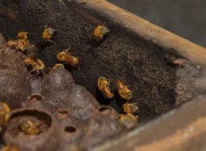 estudo-aponta-para-potencial-farmaceutico-da-propolis-azul