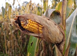 geada-causa-prejuizos-no-campo-e-produtores-ja-se-preocupam-com-o-super-el-nino