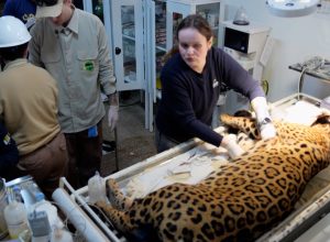 onca-pintada-capturada-em-quintal-de-residencia-passa-por-exames-em-foz-do-iguacu