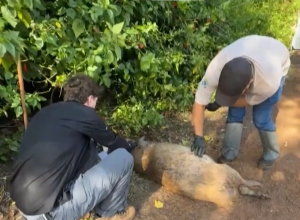 nao-foi-onca:-capivara-encontrada-morta-foi-atacada-por-cachorro-em-cascavel