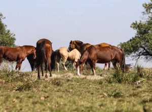 tres-pessoas-tiveram-encefalite-equina-venezuelana-no-am,-diz-fiocruz