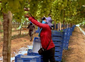 alagoas-lanca-plataforma-de-turismo-sustentavel-no-pais