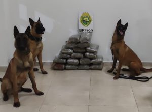 policia-apreende-mais-de-18-kg-de-maconha-em-onibus-interestadual-em-santo-antonio-do-sudoeste