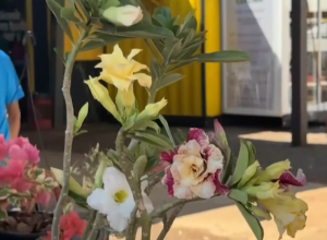 festa-das-orquideas-e-do-peixe-atrai-multidao-com-flores,-tilapia-e-atracoes-em-maripa