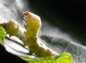 inimigo-invisivel-desafia-“bichos-do-parana”-que-produzem-o-melhor-fio-de-seda-do-mundo