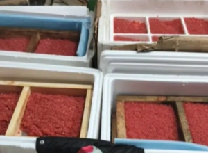 nunca-vi,-nem-comi.-eu-so-ouco-falar:-caviar-irregular-e-apreendido-na-divisa-do-parana