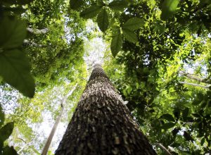 semana-da-amazonia-debate-desenvolvimento-rural-sustentavel