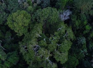 banco-mundial-aprova-projeto-para-proteger-florestas-do-para