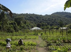 lula-autoriza-uso-de-r$-12-bilhoes-para-renegociacao-de-dividas-rurais