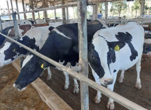 capital-do-leite-ganha-centro-para-formar-proximas-geracoes-de-produtores