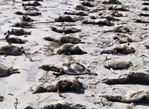 sp:-mais-de-100-pinguins-foram-encontrados-mortos-em-praias-do-litoral